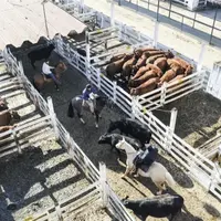 Les éleveurs argentins ont annoncé la fin de la grève du négoce de bétail, après quatorze jours de conflit. Mais cette trêve paraît bien fragile au vu