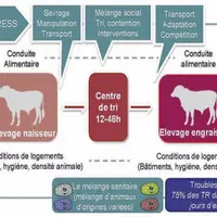 Vacciner pour limiter les risques sanitaires pendant les phases d’engraissement.