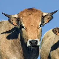 Face à la décapitalisation, la filière bovins viande a affiché sa solidarité à l'assemblée générale d'Elvéa (organisations de producteurs), le 29 juin