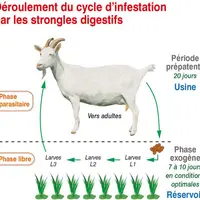 Les parasites se retrouvent sous forme d’œufs dans les fèces et évoluent en larves. Celles-ci peuvent survivre plusieurs mois et se trouvent sur les b