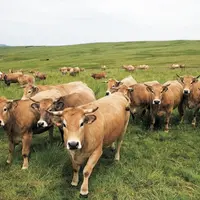Les ventes d’antibiotiques en médecine vétérinaire ont reculé de 10,7 % de 2020 à 2021, selon le dernier bilan de l’Anses. L’exposition des animaux au