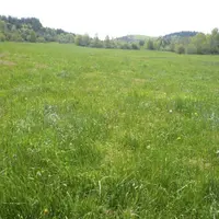 Pré de fauche humide en Margeride.