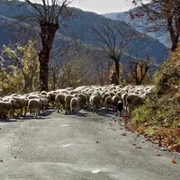La forêt tient une place prépondérante dans les paysages cévenols.