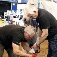 Grant Moon (à droite) et Jim Blurton, champions du monde de maréchalerie en démonstration.
