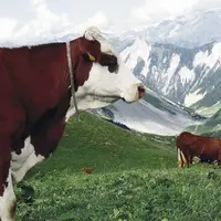 Des représentants des Jeunes agriculteurs de Lozère se sont rendus, les 14 et 15 janvier au Grand-Bornand (Haute-Savoie), pour la session montagne, or