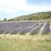 Un champ de lavandin grosso cultivé en bio dans la ferme expérimentale du conseil départemental et de la chambre d’agriculture de la Drôme visité lors