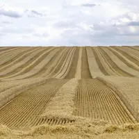 Pour la FNSEA et les chambres d’agriculture, l’attaque russe en Ukraine présente deux risques majeurs à court terme : la hausse des cours des matières
