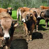Sur le premier semestre, les exportations de bovins maigres français vers l’Italie reprennent par rapport à l’année précédente.