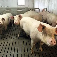 Dans le Massif central, en particulier dans le nord et l'est, plus de la moitié des porcs charcutiers sont produits par des sites n'ayant pas de truie