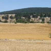 Le déficit pluviométrique et les fortes températures que connaît la Lozère ont un impact fort sur la végétation.