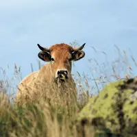 États membres et Parlement européen ont validé le transfert de 350 millions d'euros (sur les 497 millions disponibles) de la réserve de crise agricole