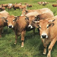 Alors que la présidence française pousse pour arracher la question de la réciprocité des normes, les Vingt-sept ont réussi à trouver un consensus, lor
