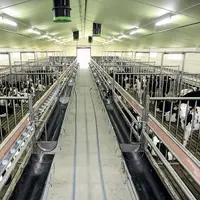 Des études sont en cours sur deux thématiques importantes pour la filière veaux : la réduction des émissions d’ammoniac et de l’usage des antibiotique