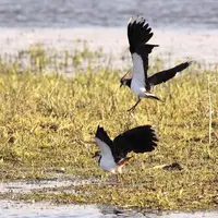 Les derniers chiffres publiés par la LPO et le Muséum d'histoire naturelle confirment l'effondrement des populations d'oiseaux dans les campagnes. La
