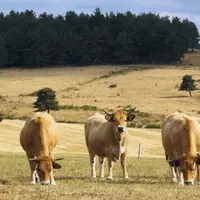 L'union Aubrac a tenu son assemblée générale dans le Cantal, à Anterrieux, vendredi 5 août. Dans un contexte difficile pour l'élevage, la race rustiqu