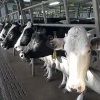 Génosanté est un projet collectif qui devrait offrir la possibilité aux éleveurs de sélectionner des vaches plus robustes face aux troubles de santé p