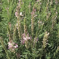 Le sainfoin peut également être utilisé comme couvert végétal permanent.