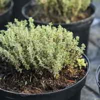 Le 30 mars 2021, l’association Plantes et santé Gévaudan-Lozère s’est créée, structurant encore un peu plus la filière PPAM qui suscite l’intérêt de n