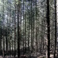 Le département santé des forêts vient de livrer ses conclusions quant à l'enquête de suivi des plantations de l'année écoulée. 2022 est la plus mauvai
