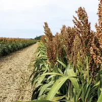Le sorgho est une plante herbacée annuelle de la famille des poaceae (graminées). Le sorgho est la cinquième céréale mondiale, après le maïs, le riz,