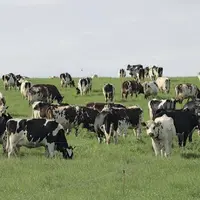 « La filière laitière biologique française évolue indépendamment de ce qui se passe sur le marché mondial mais également indépendamment de la filière