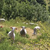 « Les agriculteurs ne doivent pas se contenter de faire une clôture de l'extérieur pour empêcher les animaux de divaguer. Les clôtures de ces pâturage