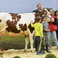 Jalouse du Gaec Martin à Grandrieu remporte le prix miss 2017 en race Montbéliarde.