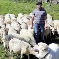 Pour garder les troupeaux, l'éleveur fait confiance aux patous. Il n'a pas moins de sept chiens de protection.