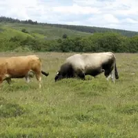 René Confort, maire de Saint-Saturnin, a été réélu en tant que président du site Natura 2000 « Vallon de l’Urugne ». En effet, le 16 mars, s’est tenu