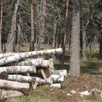 À l’initiative du Sidam, les acteurs de la forêt du Massif central* se sont réunis fin janvier pour comprendre en quoi l’outil AP3C (Adaptation des pr