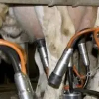 Pour réduire le temps de travail, optimiser la santé du troupeau et la qualité du lait, des solutions existent.