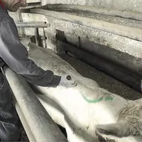 En élevages, les expositions aux pesticides sont nombreuses même si les études traitant du sujet sont rares.