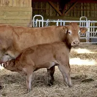 En bovins viande comme en ovins, les cours se sont dangereusement rapprochés entre bio et conventionnel, au risque de faciliter le déclassement, alors