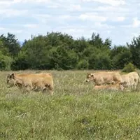 Dans le village de Les Hermeaux, Hubert Gely, exploitant familial a subi une attaque sur ses parcelles, le 26 mai. Le loup se serait attaqué à l’un de