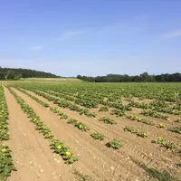 Plantation de courges en AB aux jardins d'Ardèche.