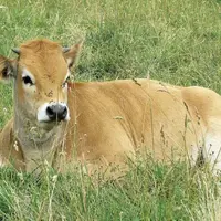 Après une réunion le 16 octobre entre le ministre de l’Agriculture, les éleveurs et les exportateurs de broutards, la FNB espère des évolutions « sous