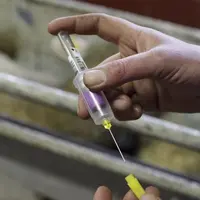 La tuberculose bovine fait parler d'elle sur le territoire hexagonal. Le Puy-de-Dôme reste indemne mais le GDS 63 appelle à la vigilance notamment lor