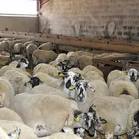 Confrontée au vieillissement de ses éleveurs, la filière ovine bénéficie pourtant d’un taux de renouvellement plus dynamique que d’autres secteurs. Un