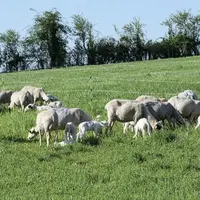 Grâce à l’herbe et aux fourrages sur les fermes, les élevages de ruminants français sont autonomes en aliment à 83 % et en protéines à 75 %.