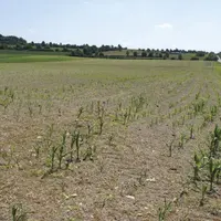 Au 20 juillet, 21 % des régions fourragères présentaient un déficit important.