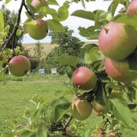 En arboriculture ou en viticulture, l'enherbement total est une alternative au désherbage, parfois pratiqué en bio