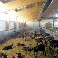 La conception des bâtiments d’élevage intègre des notions zootechniques de logement des animaux, de bien-être animal mais devra aussi prendre en compt