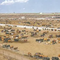 Les feedlots brésiliens, ou usine à viande, dont les standards de production n'ont rien à voir avec le modèle d'élevage français.