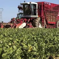 Réunie en assemblée générale, la CGB (betteraviers, FNSEA) a appelé à la maîtrise des surfaces de betteraves en 2024. Pour le syndicat, il s'agit de s