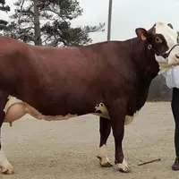  Pour compenser le manque de concours en 2020, l’OSUE (organisme de sélection des races alpines réunies) a décidé, du 7 au 23 décembre, d’organiser un