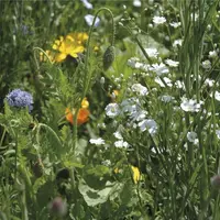 La secrétaire d'État à la biodiversité Bérangère Abba a présenté une version partielle de la future Stratégie nationale biodiversité 2030, dont l'élab