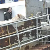 Le port de Sète est sorti de la zone réglementée, ce qui va simplifier le transport des animaux vers les pays de la Méditerranée.