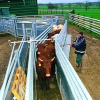 La largeur du couloir de contention doit être adaptée au gabarit des animaux, pour préserver le calme et la sécurité durant les manipulations.
