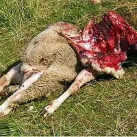 En Lozère, les attaques de troupeaux sont régulières.