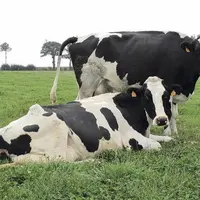 Imbroglio autour du prix payé aux producteurs de lait par Lactalis. À la suite des révélations du Monde, de nombreuses voix se sont élevées protestant